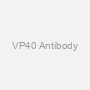 VP40 Antibody